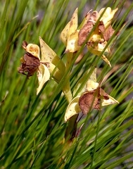 Pterygodium acutifolium