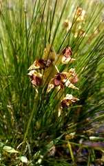 Pterygodium acutifolium