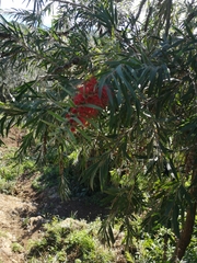 Melaleuca viminalis