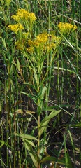 Solidago riddellii