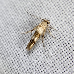 Stathmopoda tritophaea