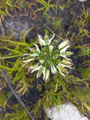 Disa bivalvata