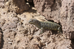 Liolaemus sarmientoi