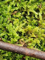 Hypnum cupressiforme