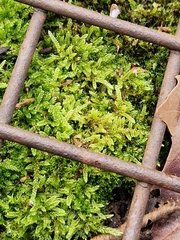 Hypnum cupressiforme