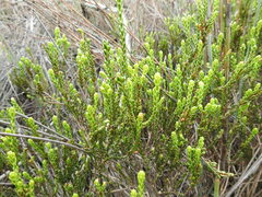 Lachnaea grandiflora