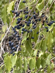 Ligustrum ovalifolium