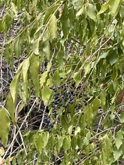 Ligustrum ovalifolium