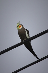 Nymphicus hollandicus