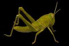 Cyrtacanthacridinae