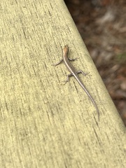 Cryptoblepharus