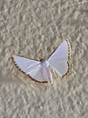 Leuciris fimbriaria