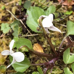 Viola cunninghamii