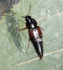 Tachinus