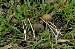 Psilocybe fimetaria