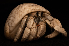 Coenobita violascens