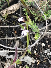 Lobelia anceps