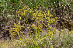 Cyperus eragrostis