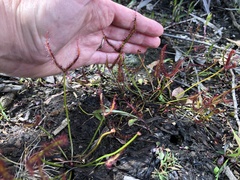 Drosera binata
