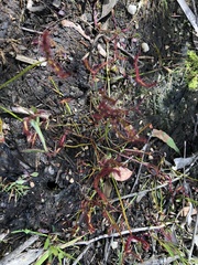 Drosera binata