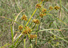 Cyperus eragrostis
