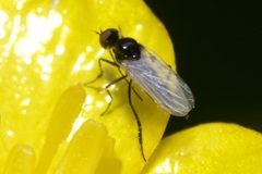 Empis