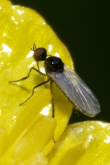 Empis