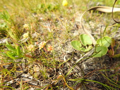 Crassula decumbens