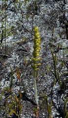 Holothrix brevipetala