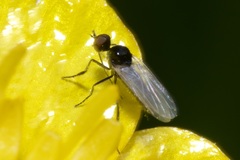 Empis