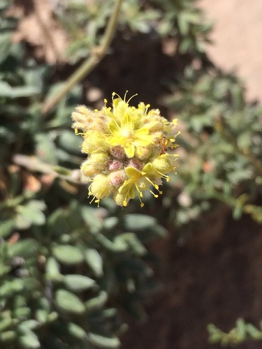 Eriogonum lachnogynum var. sarahiae