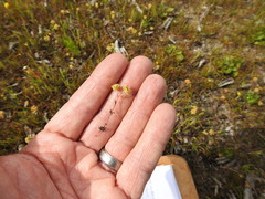 Crassula decumbens