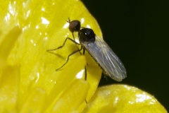 Empis
