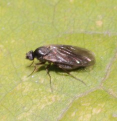 Phorinae