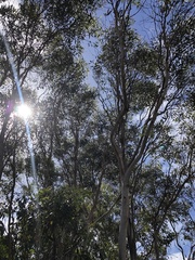 Eucalyptus ovata