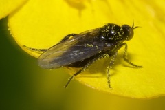 Empis
