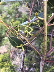 Eucalyptus ovata