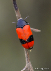 Clytra