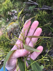 Eucalyptus ovata