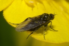 Empis