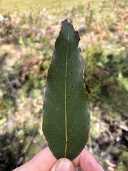 Eucalyptus ovata