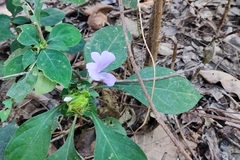 Barleria cristata