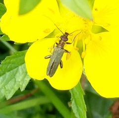 Oedemera