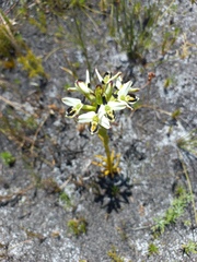 Disa bivalvata