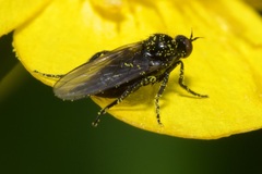 Empis