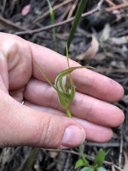 Pterostylis falcata