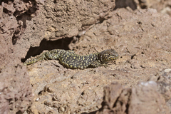 Liolaemus sarmientoi