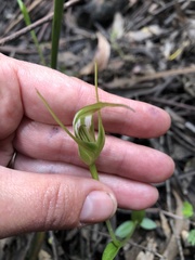 Pterostylis falcata