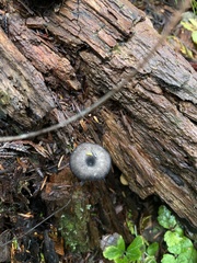 Entoloma serrulatum