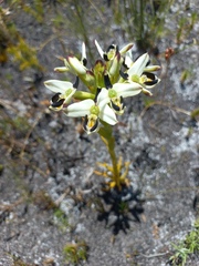 Disa bivalvata